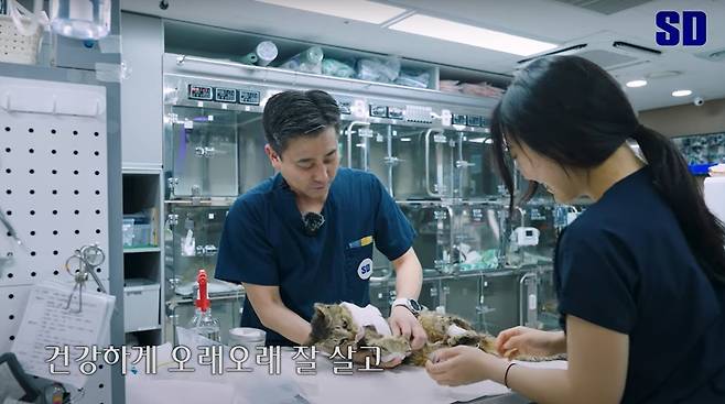 이민수 SD동물의료센터 원장이 청송이 수술 후 처치를 하고 있다(SD동물의료센터 유튜브 갈무리). ⓒ 뉴스1