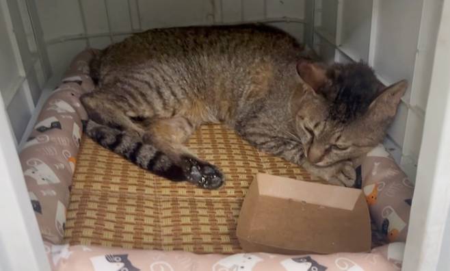 임시 보호 가정에서 지내고 있는 청송이(나비야사랑해 제공) ⓒ 뉴스1