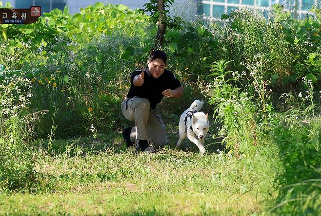 9일 오후 충남 아산 경찰인재개발원에서 세계 최초로 진돗개 경찰견에 도전하는 경찰견들이 수색 훈련을 하고 있다./박성원 기자