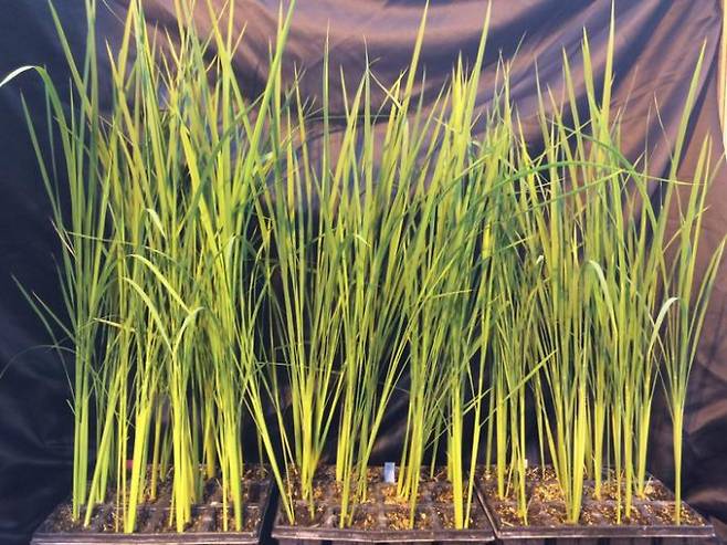 유전자 교정을 통해 우주 재배에 보다 적합한 형태로 개량한 벼의 모습. 밀라노대 제공.