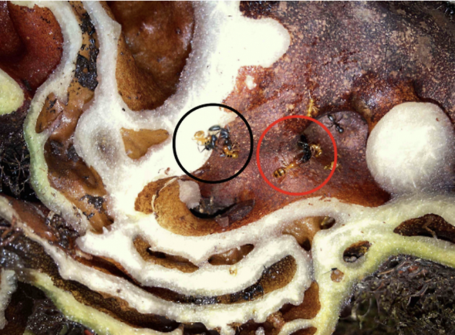 서로 다른 종의 개미들이 싸우는 모습. 사이언스 제공.