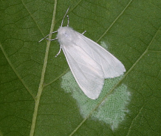 미국흰불나방. (사진=국립산림과학원)