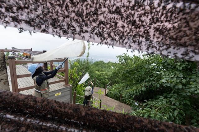 ▲ 지난 4일 환경부 및 소속기관 직원들이 인천 계양산을 중심으로 활동 중인 러브버그 성체를 제거하기 위해 송풍기와 포충망을 활용해 방제 작업을 하고 있다. 환경부 제공