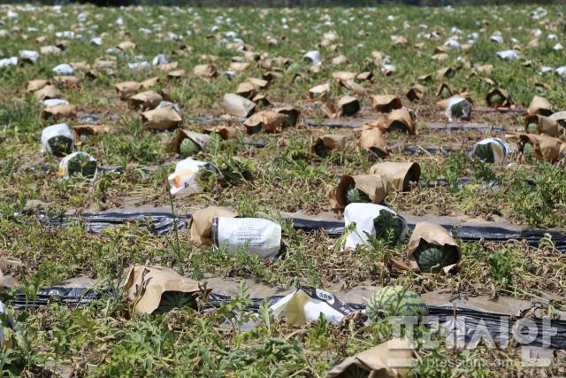 ▲ 극심한 폭염과 가뭄으로 인해 수확을 앞둔 수박농가에 심각한 피해을 주고 있다. 영주시와 시의회는 피해현장을 점검하고 긴급대책마련에 나섰다.. ⓒ프레시안(최홍식)