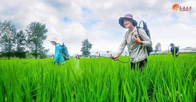 북한 노동당 기관지 노동신문은 10일 만경대구역 칠골남새농장에서 "논벼비배관리를 과학적으로 하기 위해 노력하고 있다"고 보도했다.