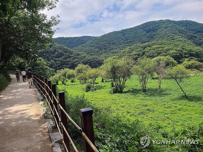 녹음 짙은 반구대 암각화 진입로 (울산=연합뉴스) 허광무 기자 = 13일 울산 울주 대곡리 반구대 암각화 진입로 옆으로 녹음이 우거져 있다. 반구대 암각화를 포함하는 '반구천의 암각화'는 지난 12일 유네스코 세계유산으로 등재됐다. 2025.7.13 hkm@yna.co.kr