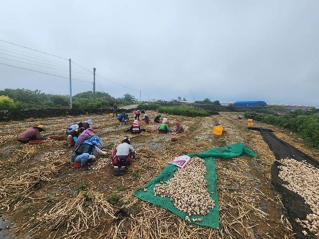 마늘 파종을 앞둔 제주 마늘 농가의 모습. 제주도는 14일, 농가에 토양 소독과 우량 씨 마늘 선별을 철저히 해줄 것을 당부했다. 제주도 제공