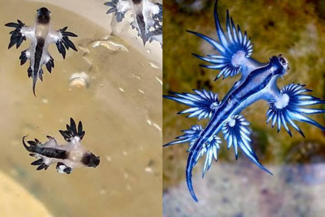 ‘블루 드래곤’으로 알려진 글라우쿠스 아틀란티쿠스(Glaucus Atlanticus)가 푸켓 해변에서 발견됐다. 방콕포스트