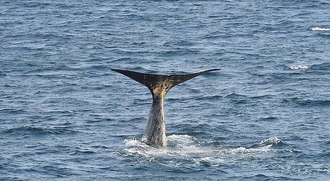 향고래. 국립수산과학원 제공
