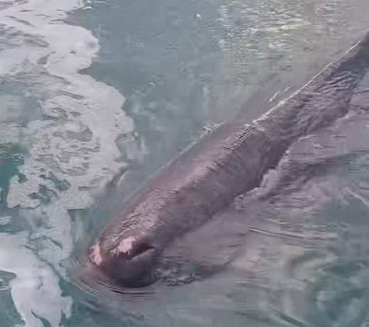 13일 부산 기장군 대변항에 갇힌 새끼 향고래. 울산해양경찰서 제공