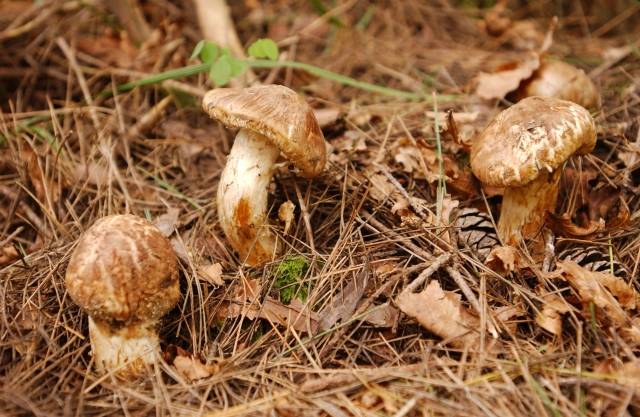 경북은 송이 생산량이 연간 160t(4316가구) 규모로 전국의 63%를 차지했으나 지난 3월 말 발생한 대형 산불로 주요 송이 생산 지역의 60% 이상이 전소됐다. 국민일보 자료사진