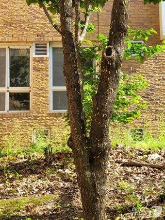 울산의 한 고등학교 벚나무에 미국흰불나방 애벌레가 발생한 모습.(울산나무병원 제공. 재판매 및 DB금지)/뉴스1