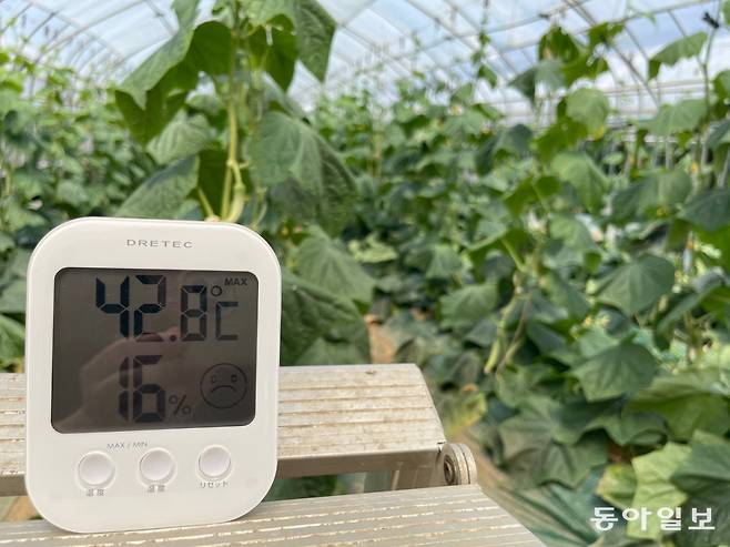 무더위가 연일 기승을 부리면서 농가들의 고충도 커지고 있다. 13일 충남 아산지역 최고 기온은 35도에 육박한 가운데 이종대 씨의 비닐하우스 내부는 42.8도로 한증막을 방불케 했다. 이정훈 기자 jh89@donga.com