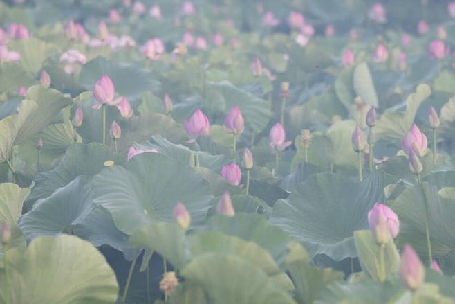 안개 낀 아침, 아라홍련이 잠에서 깨어나기 시작한다.