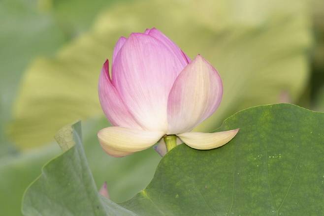 오전 6시27분. 연꽃을 보호하는 꽃잎이 먼저 펼쳐지자 위 꽃잎도 따라서 벌어진다.