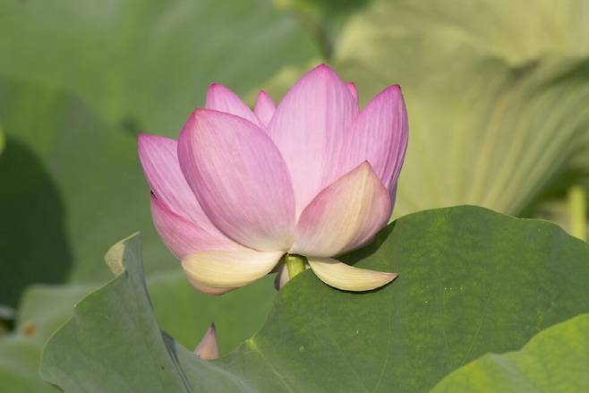 오전 6시51분. 연꽃잎은 아래서부터 위로 펼쳐진다.