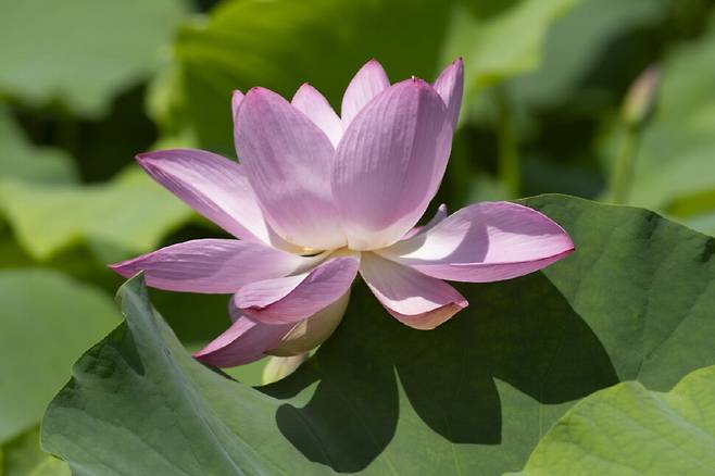 오전 10시48분. 아라홍련 꽃잎이 위에서부터 오므리기 시작한다.