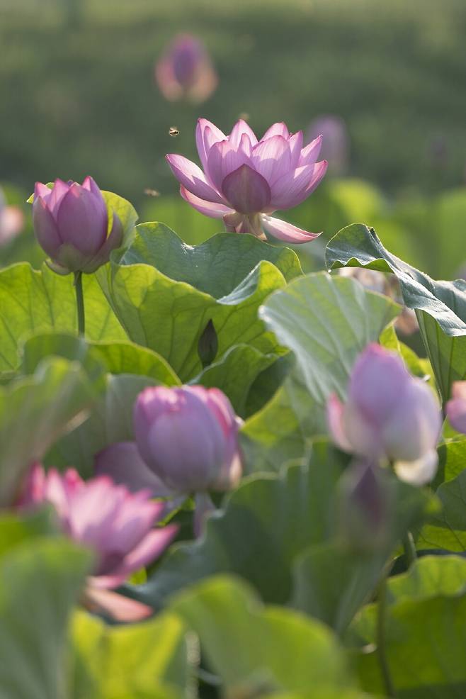 여유를 갖고 관찰을 하면 살아있는 동물의 움직임을 보는 듯한 연꽃.