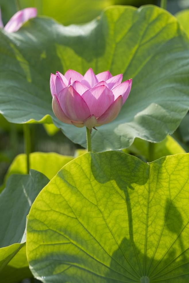 연꽃은 오전 5시 잠에서 깨어나 7시간을 활동하고 꽃잎을 접고 내일을 기약한다.