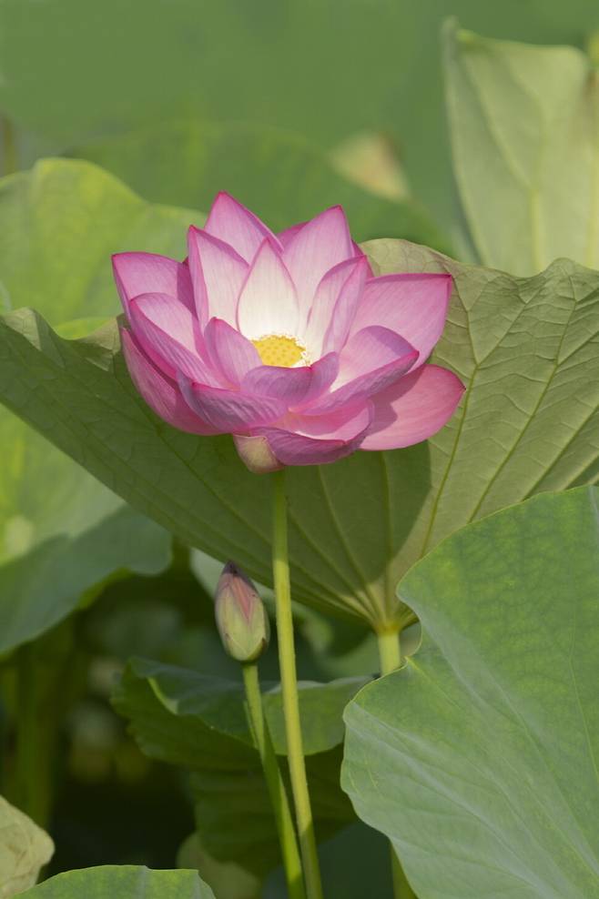 단아한 아라홍련의 모습.