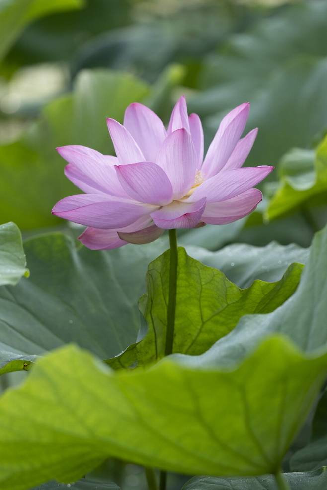 보는 각도와 빛에 따라 연꽃은 다른 형태의 모습과 색채 농담 변화를 볼 수 있다.