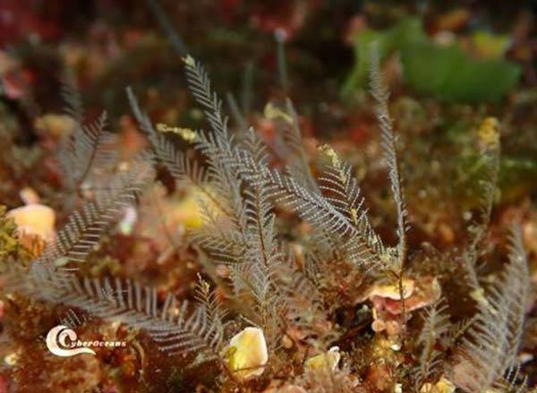 포르투갈 해역에서 관찰된 아글라오페니아 플루마(Aglaophenia pluma)./사진=Akkari, N., GBIF(CC BY 4.0) 제공