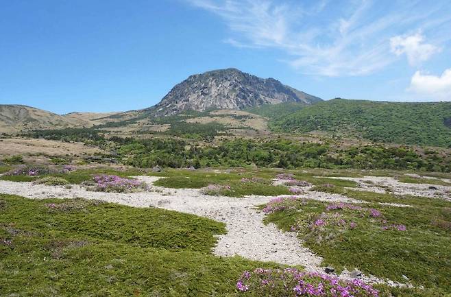 한라산 모세왓 유문암질 각력암 지대(사진 밝은 색 부분). 국가유산청 제공