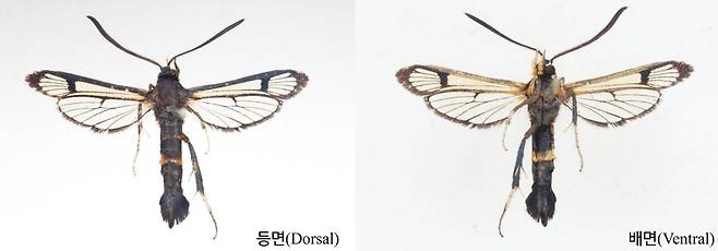 유리나방 신종. 전남도산림연구원 제공