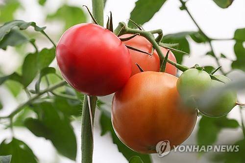 토마토 (크림반도 타스=연합뉴스 자료사진) 2024년 11월 12일 크림반도에 있는 한 온실에서 재배되고 있는 토마토. (Sergei Malgavko/TASS) 2025.7.15.