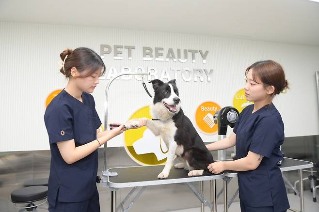 반려동물보건관리학과 수업 모습./대구보건대 제공