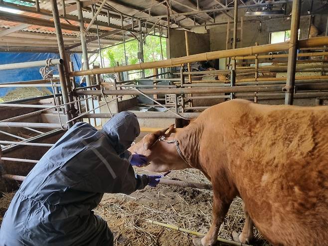 가축방역관이 결핵·브루셀라병 검사를 위해 채혈을 하고 있다. 대구시 보건환경연구원 제공