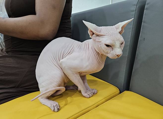 지난 10일 서울 용산구 나비야사랑해에 방문한 외국인 A씨와 스핑크스 고양이 '포포'(나비야사랑해 제공) ⓒ 뉴스1