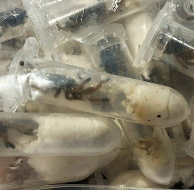 독일 세관당국이 적발한 새끼 타란튤라 밀수현장. X(구 트위터) 캡처