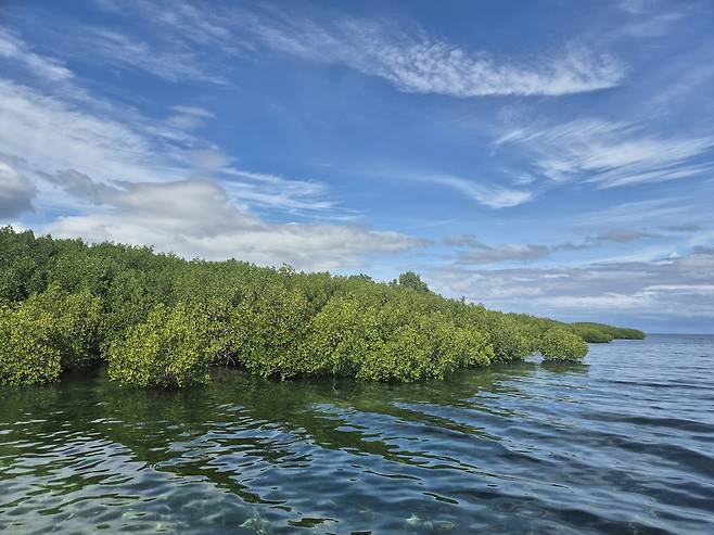사진= 맹그로브숲
