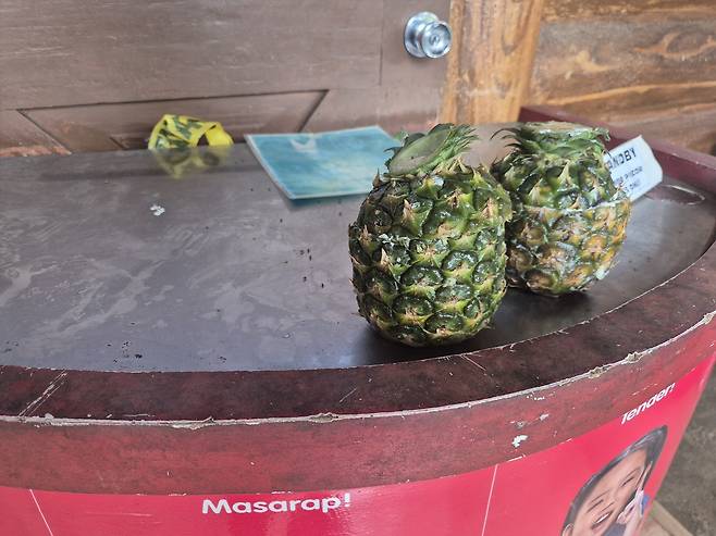 사진= 델몬테 파인애플 농장