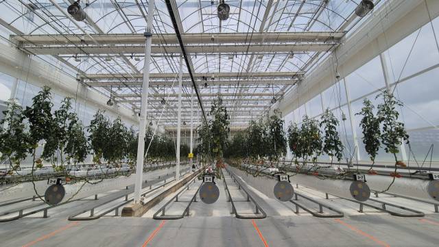 15일 전북 전주시 농촌진흥청 국립농업과학원 내 한국기계연구원 스마트 온실 실증 시설에서 토마토가 자라고 있다. 김윤수 기자