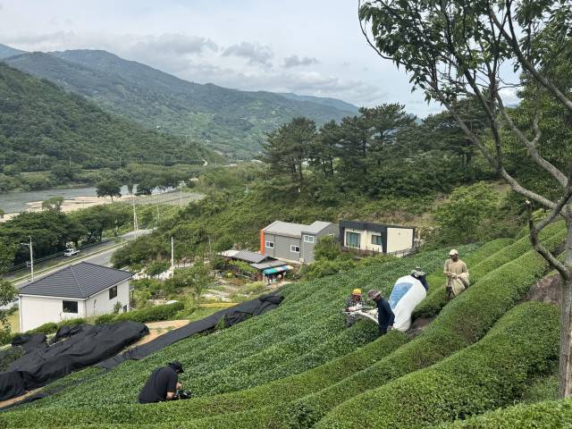 녹차 농민이 수출을 위한 하동 가루녹차 생엽을 수매하고 있다./하동군/