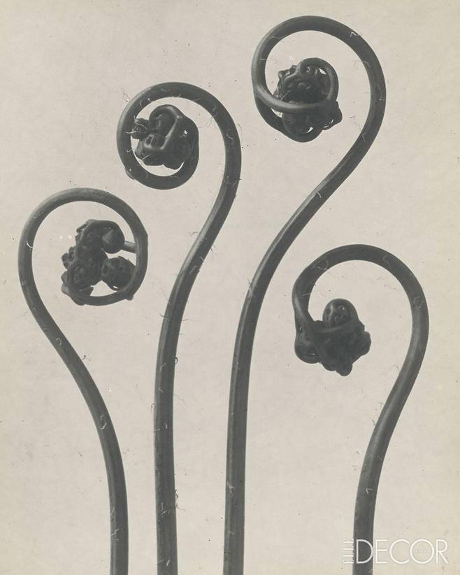‘Adiantum Pedatum, haarfarn, junge, nocheingerollte Wedel’(1924–32).