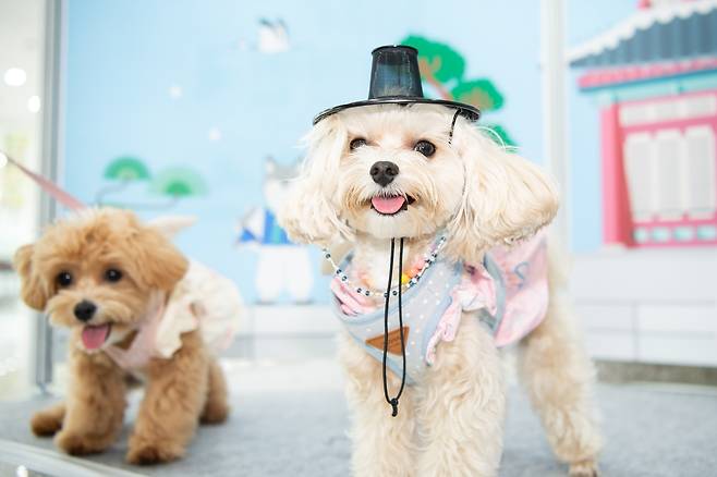 지난해 열린 ‘2024 대한민국 펫캉스’. 구미시 제공