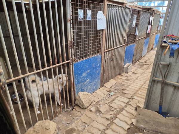 인천 계양구 다남동에 있는 인천시수의사회 유기동물 보호소에서 보호 중인 수십 마리의 개와 고양이 등 유기동물들이 바닥에 배설물이 쌓여 있는 좁은 철창 안에 갇혀있다. 박귀빈기자