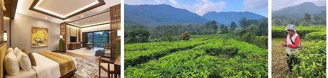 왼쪽부터 플란타라 푼착 호텔 객실, 인도네시아 유일 대형 차밭인 구능 마스(Gunung Mars), 차 밭에서 현지 가이드의 설명
