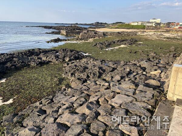 구멍갈파래로 뒤덮인 세화 해변. (사진=제주특별자치도 누리집 신문고)