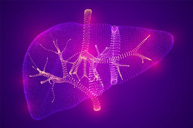 과학자들이 간 장기유사체(오가노이드)에 간에서만 볼 수 있는 특수한 혈관 구조를 구현하는 데 성공했다. 간을 표현한 이미지. 게티이미지뱅크 제공