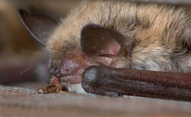 박쥐에게 다가가는 빈대. 빈대의 첫 숙주는 5000만~6000만 년 전 박쥐로 알려졌으나 최근 역사가 1억 년 전 공룡시대까지 올라갔다. /미국 리버사이드 캘리포니아대