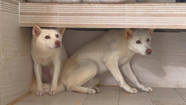 경기 남양주시 동물자유연대 '온센터'에서 만난 백일이(왼쪽)와 백삼이의 모습. 백일이와 백삼이 모두 견사 내 구석에서 좀처럼 나오려 하지 않았다. 동그람이 정진욱