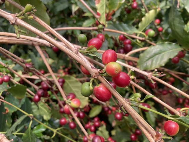 ▲ 익어가는 커피체리