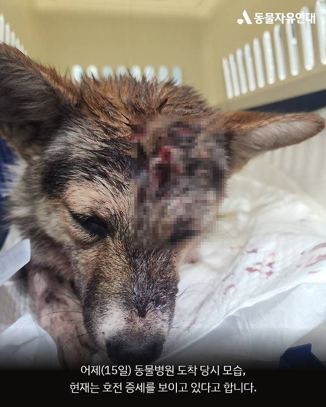 동물자유연대가 정읍에서 학대당한 유기견을 구조했다. 동물자유연대 사이트 캡처