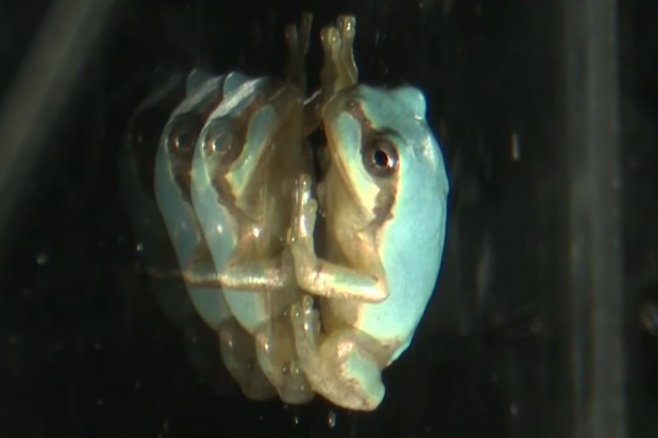 일본 이와테현에서 희귀종으로 알려진 ‘하늘색 청개구리’가 발견됐다. TV아사히 캡처