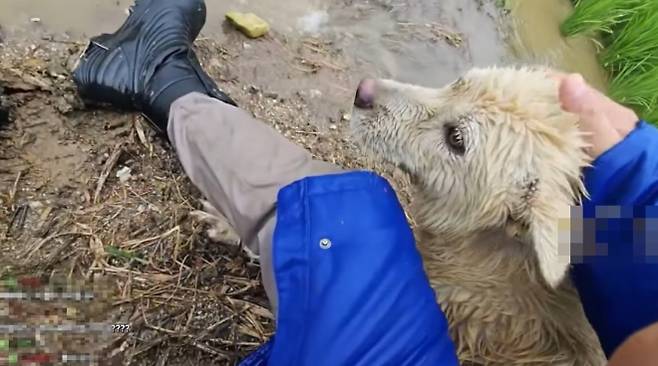 지난 17일 충남 아산의 한 밭에서 한 유튜버가 목줄에 묶인 채 홍수에 고립된 백구를 구조했다. 자료 : 유튜브 ‘무대뽀조성근’