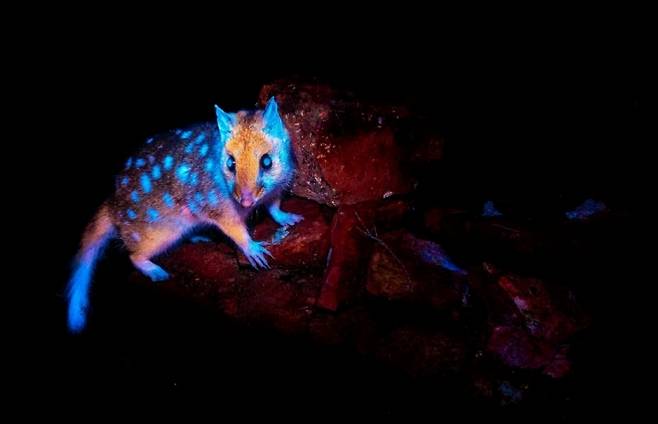 호주에서 활동하는 사진작가 벤 올드리지는 태즈메이니아(태즈매니아)에서 빛을 뿜어내는 ‘동부 쿼울’(사진)을 최초로 포착했다.